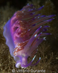 Flabellina Affinis by Vittorio Durante 